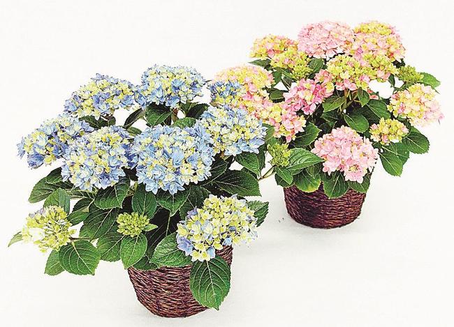 母の日に向け４月末に試験出荷が予定されるアジサイのオリジナル品種「星あつめ」