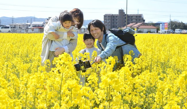 一面の菜の花に囲まれ、笑顔で写真を撮る家族連れ=出雲市斐川町富村