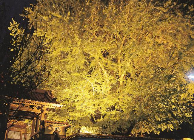 浄善寺の大イチョウ＝大田市三瓶町池田