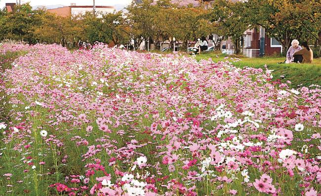 満開のコスモスの傍らで語らう市民＝松江市西川津町
