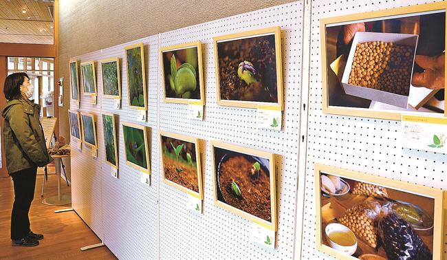 佐田町固定種黄大豆の成長過程を収めた写真=出雲市斐川町神庭、荒神谷博物館