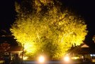 浄善寺の大イチョウ＝大田市三瓶町池田