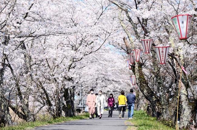 満開になった法勝寺川土手の桜＝２０２２年４月３日、鳥取県南部町法勝寺