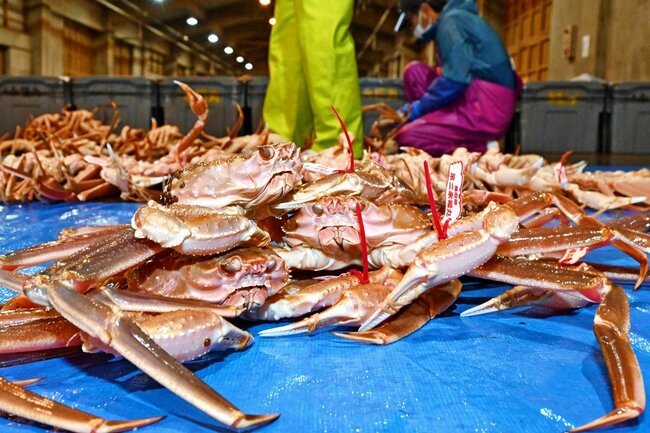 水揚げされた松葉ガニ=鳥取市賀露町4丁目、鳥取港