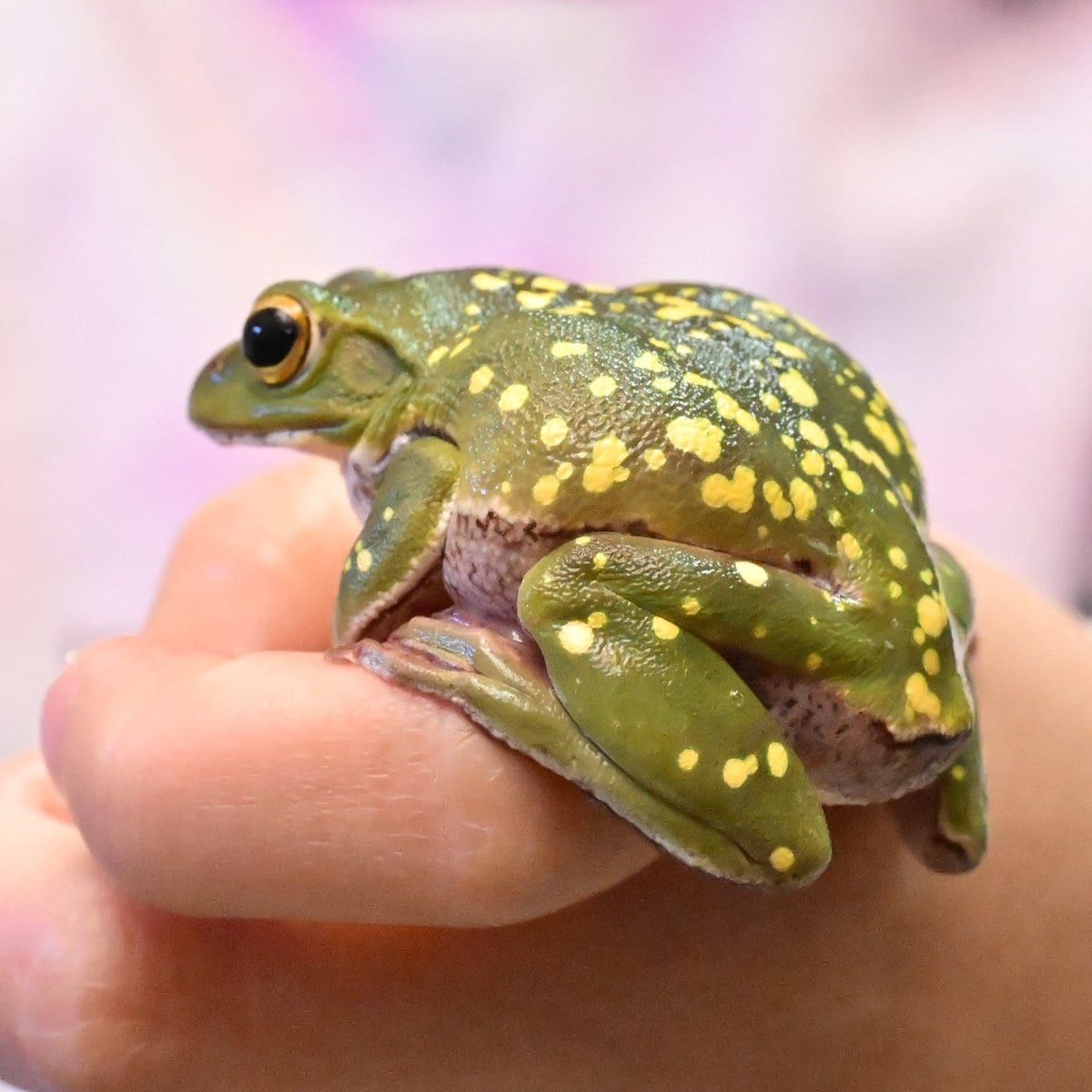 本物みたいなカエル 体に黄色の斑点！珍しいカエル 大山で小学生が発見 | 山陰中央新報デジタル