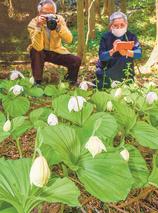 山野草 クマガイソウ 8株 クマガイソウやサルメンエビネ 島根県邑南の「山野草の楽園」で見頃