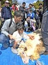 羊の毛刈りを体験する親子＝大田市山口町