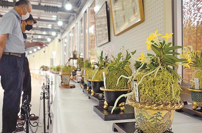 黄色や赤のかわいらしい花を咲かせるフウキラン作品＝出雲市西新町２丁目、しまね花の郷