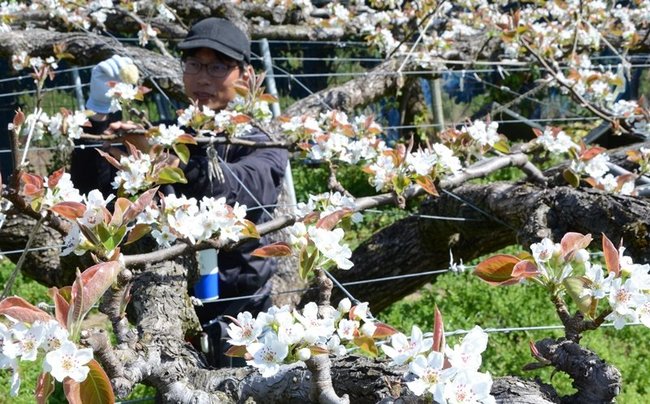 二十世紀梨の白い花に囲まれ、交配作業に取り組む唐﨑大義さん＝鳥取県湯梨浜町野方