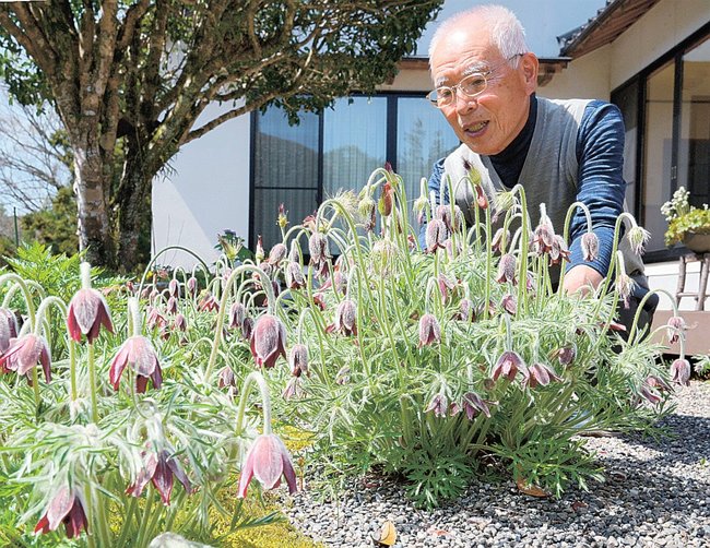 オキナグサの手入れをする藤間進さん=島根県美郷町千原