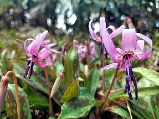 船通山（１１４２メートル）のカタクリ