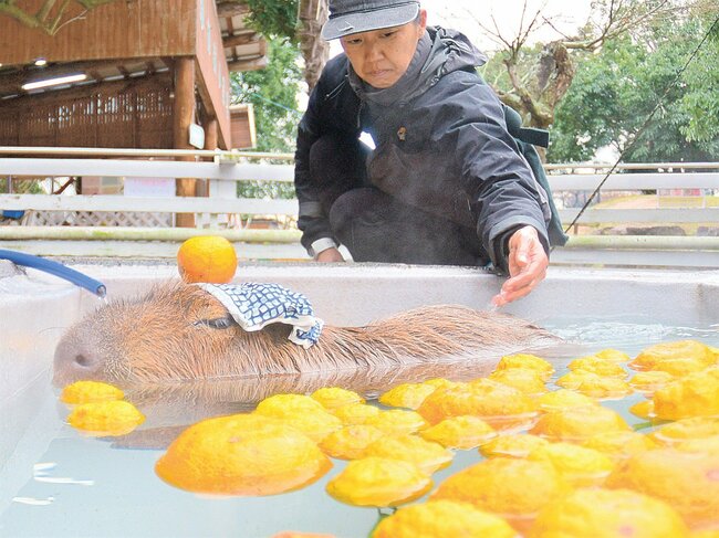 気持ちよさそうにゆず湯に漬かるカピバラ＝米子市岡成、大山トム・ソーヤ牧場