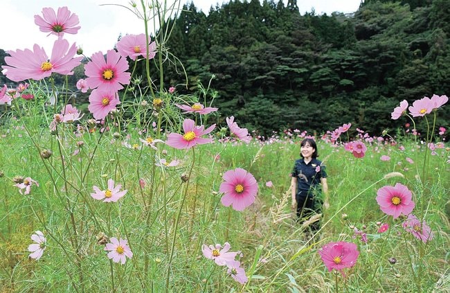 一面に咲き、見頃を迎えたコスモス＝島根県飯南町志津見、東三瓶フラワーバレー