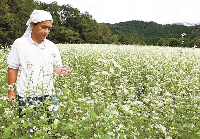 ソバの花の様子を確かめる「山県そば」の西沢功店主＝島根県奥出雲町大呂