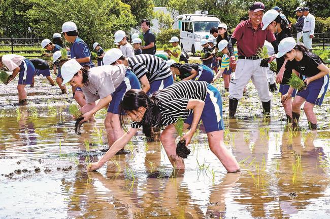 手際よく苗を植える児童＝出雲市斐川町上直江