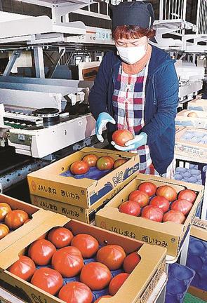 出荷が始まった益田トマトを箱詰めする選果場スタッフ＝益田市飯田町、ＪＡしまね西いわみ地区本部飯田選果場