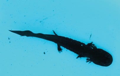 オオサンショウウオ、2季連続の繁殖成功 安来・広瀬 | 山陰中央新報