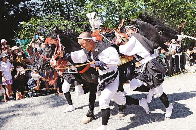 後ろ脚を大きく跳ね上げる神馬を制する馬付きたち＝島根県隠岐の島町下西、玉若酢命神社