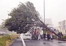 国道９号に倒れた街路樹を支える警察官ら＝９日午前９時２６分、出雲市中野美保北１丁目