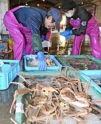 初水揚げされた松葉ガニ=鳥取市賀露町西4丁目、鳥取港