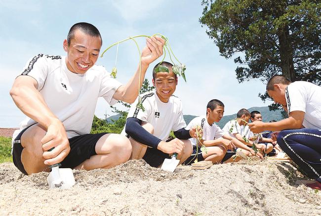 サツマイモの苗を畑に植え付ける生徒＝島根県邑南町矢上、矢上高校