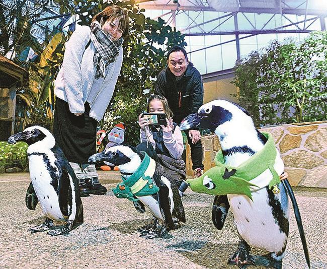 干支の辰にちなんだ衣装を着けて散歩するケープペンギン＝松江市大垣町、松江フォーゲルパーク