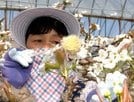 １輪ずつ丁寧に花粉を付ける生産者＝鳥取県湯梨浜町