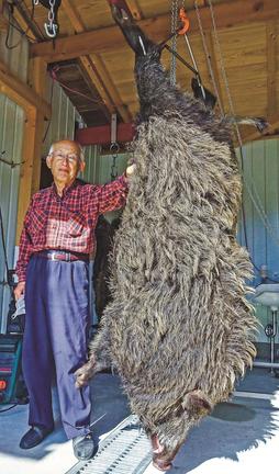 仕留められた体重２００㌔超の巨大イノシシ＝鳥取県江府町美用、奥大山地美恵
