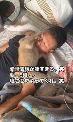 早朝5時に目一杯の愛情で飼い主を起こしにやってくるイクラちゃん/ヒョウ♂とイクラ♀のポメラニアン日記(@hyotoikura)さん 提供
