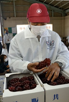デラウェアの品質を確かめる検査員=益田市喜阿弥町、喜阿弥ぶどう集荷場