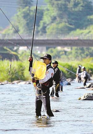 若アユを釣り上げた入漁者＝益田市匹見町匹見、高津川水系匹見川