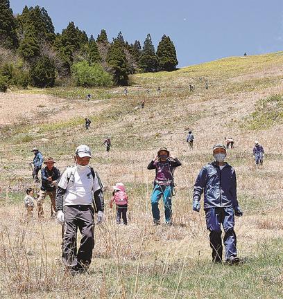 スキー場の傾斜を下りながら、石拾いをする参加者＝島根県邑南町市木、瑞穂ハイランド