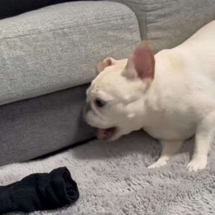 パパの靴下のニオイを自ら嗅ぎ、悶絶するアビーちゃん/@burufami さん