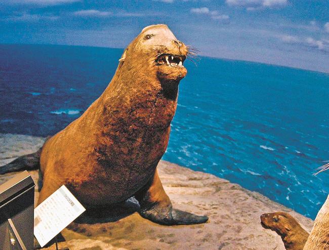 島根県立三瓶自然館サヒメルにあるニホンアシカのはく製（資料）