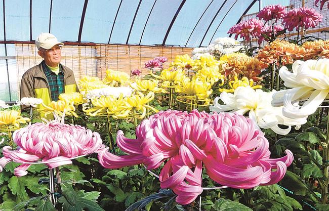見事な花を咲かせた菊の様子を確認する土江功さん＝出雲市斐川町学頭