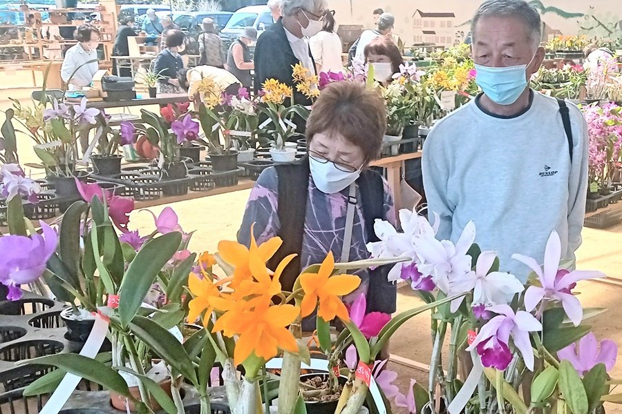 色とりどりのラン300品種 雲南で「ラン・蘭・らんまつり」 20日