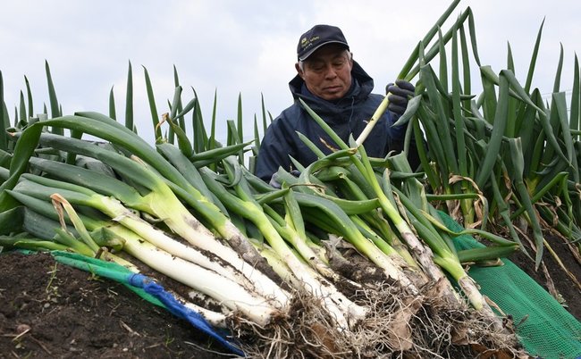 神在ねぎを丁寧に収穫する栽培農家の飯塚裕二さん＝出雲市芦渡町