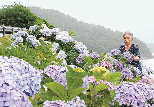 咲き誇るアジサイを手入れする内田厚子さん＝松江市美保関町七類