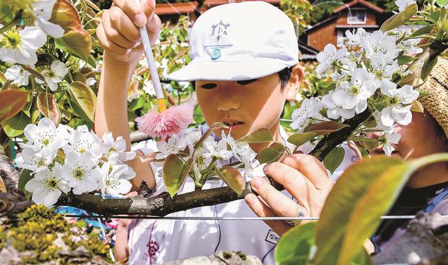 二十世紀梨の花に筆で花粉を付ける児童＝安来市久白町