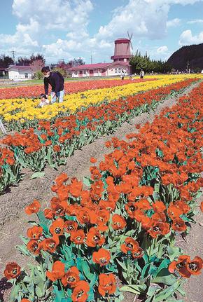 見頃を迎えたチューリップ＝安来市伯太町東母里
