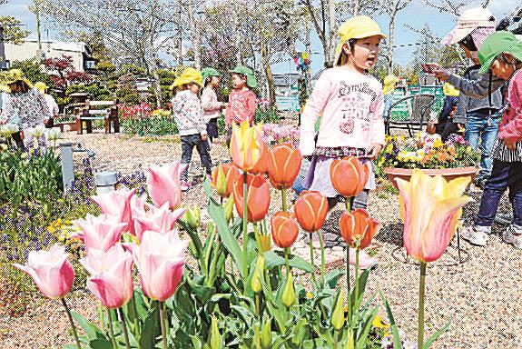 さまざまなチューリップが咲く花木園を散策する園児＝安来市荒島町