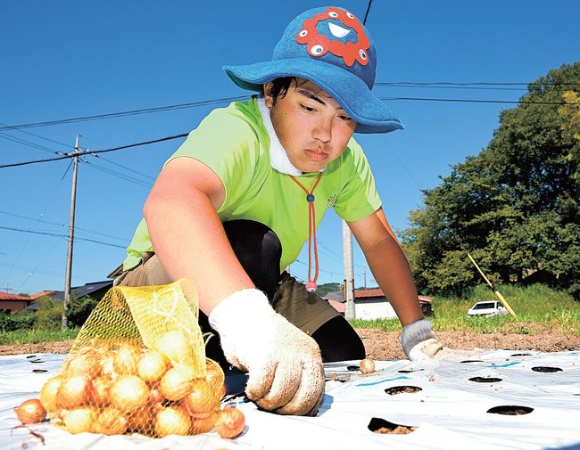 冬どりタマネギの種球を定植する大学生=鳥取県南部町清水川