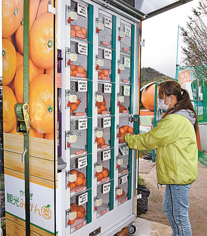 みかん（プロフ、一読ください）様　確認用 新品/ 自動販売機　自動販売機用ダミー ミカン 気軽に自販機で 安来の観光農園が設置 | 山陰中央新報デジタル