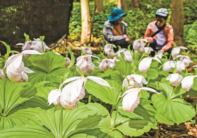 楽園」の春 満喫 邑南 | 山陰中央新報デジタル