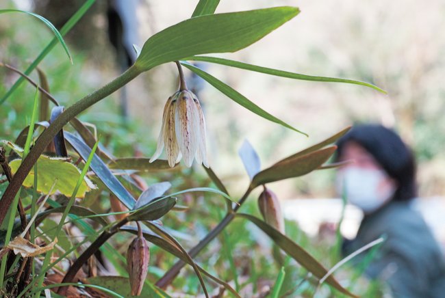 白い花を咲かせ始めたイズモコバイモ=島根県川本町谷戸