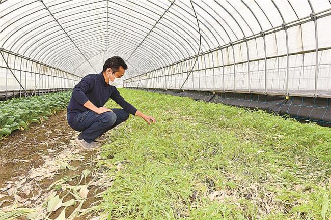 ハウス内の冠水によって腐ったミズナの状態を見る岸川勉さん＝安来市赤江町