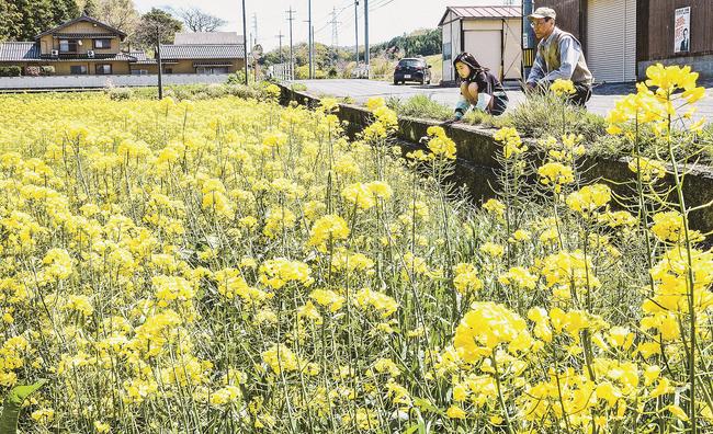 休耕田に一面に広がる菜の花＝出雲市多伎町久村