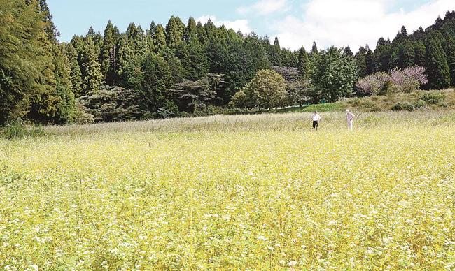 見頃を迎えたソバの花＝島根県奥出雲町稲原