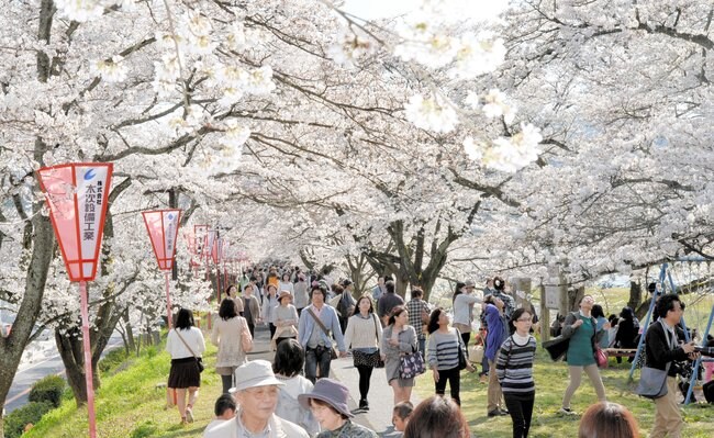 毎年大勢の花見客が訪れる、雲南市木次町木次の斐伊川堤防桜並木（資料写真、２０１４年撮影）