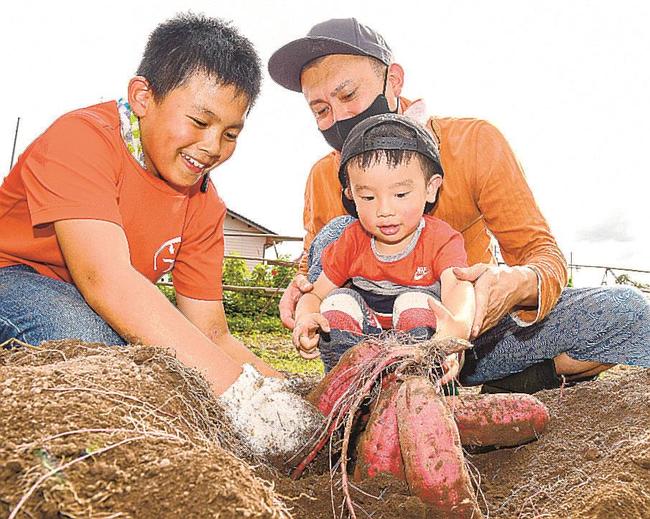 サツマイモを掘り出す子どもたち＝島根県邑南町出羽